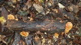Rigidoporus microporus image