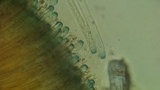 Peziza michelii image
