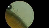 Peziza michelii image