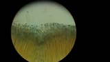Peziza michelii image
