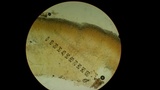Peziza michelii image