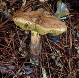 Boletus oliveisporus image