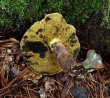 Boletus oliveisporus image