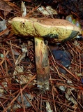 Boletus oliveisporus image