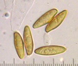 Boletus oliveisporus image