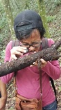 Auriscalpium villipes image