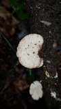 Auriscalpium villipes image