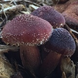 Gymnopilus luteofolius image