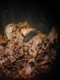 Xanthomendoza hasseana image