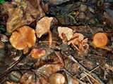 Lactarius fragilis image
