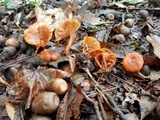 Lactarius fragilis image