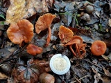 Lactarius fragilis image