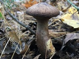 Suillus spraguei image