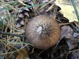 Suillus spraguei image
