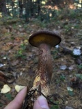 Suillus spraguei image