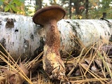 Suillus spraguei image