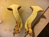 Suillus spraguei image
