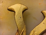 Suillus spraguei image