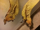 Suillus spraguei image