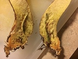 Suillus spraguei image