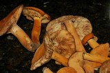 Lactarius volemus image