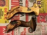 Suillus spraguei image