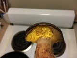 Suillus spraguei image