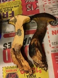 Suillus spraguei image