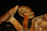 Lactarius volemus image