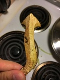 Suillus spraguei image