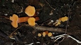 Guepinia helvelloides image