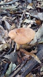 Polyporus radicatus image