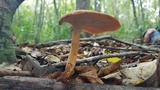 Polyporus radicatus image