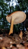 Polyporus radicatus image