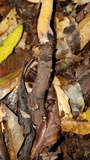 Polyporus radicatus image