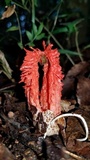 Laternea pusilla image