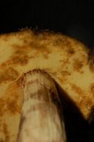 Leccinellum crocipodium image
