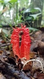 Laternea pusilla image