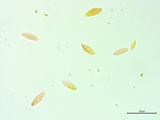 Suillus spraguei image