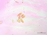 Suillus spraguei image