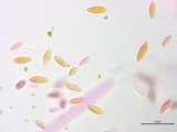 Suillus spraguei image
