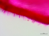 Suillus spraguei image