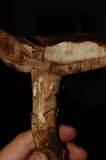 Tylopilus felleus image