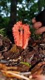 Laternea pusilla image