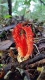 Laternea pusilla image
