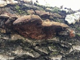 Phellinus gilvus image