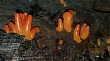 Guepinia helvelloides image