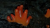 Guepinia helvelloides image