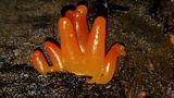 Guepinia helvelloides image