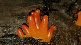 Guepinia helvelloides image